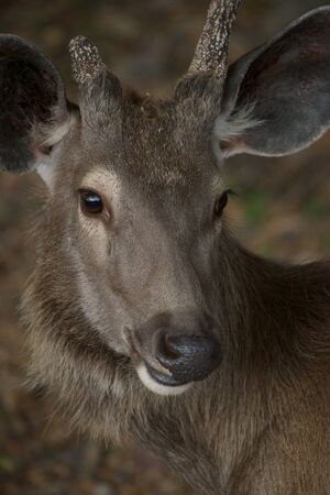 Face of sambar deerの写真素材