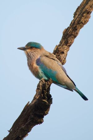 Indian roller on a branchの写真素材
