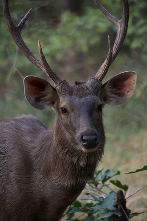 Male sambar deer close-upの写真素材