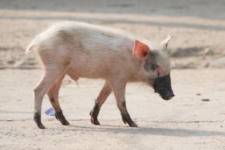 Pink piglet with muddy feet and snoutの写真素材