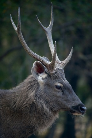 Profile of male sambar deerの写真素材