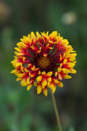 Red and yellow flowerの写真素材