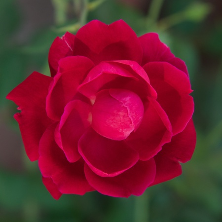Red flower against green leavesの写真素材
