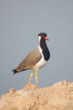 Red-wattled lapwing on rocksの写真素材