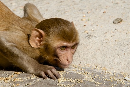 Rhesus macaque crouchingの写真素材