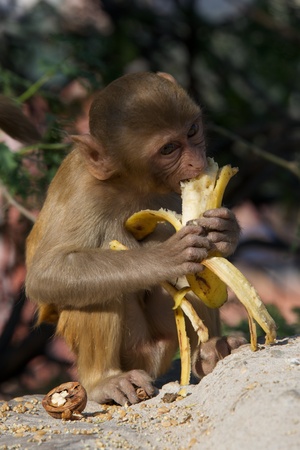 Rhesus macaque eating a bananaの写真素材
