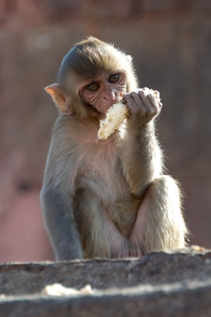 Rhesus macaque eatingの写真素材