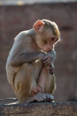 Rhesus macaque looking downの写真素材