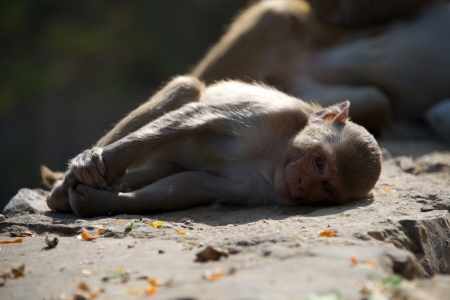 Rhesus macaque lying on a wallの写真素材