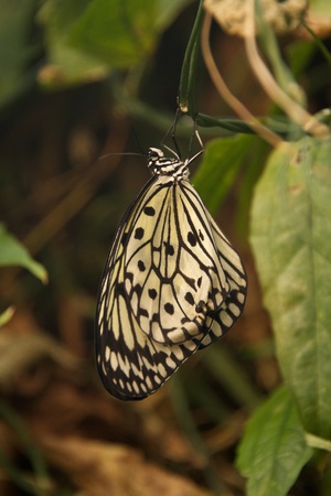 Malabar tree nymph butterfly hanging from vineの写真素材