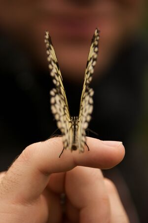 Malabar tree nymph butterfly perched on fingerの写真素材
