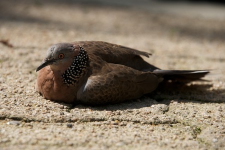Close-up of mottled pigeon on sandy groundの写真素材