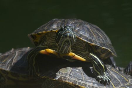 Close-up of one terrapin climbing over anotherの写真素材