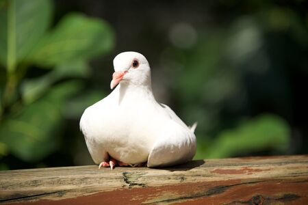 Close-up of pied imperial pigeon on handrailの写真素材