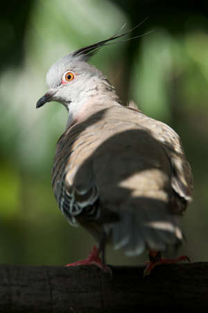 Close-up of sunlit crested pigeon on branch
