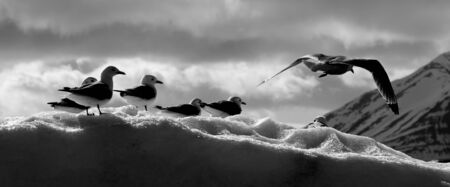 Black and white kittiwakes nesting on ice 