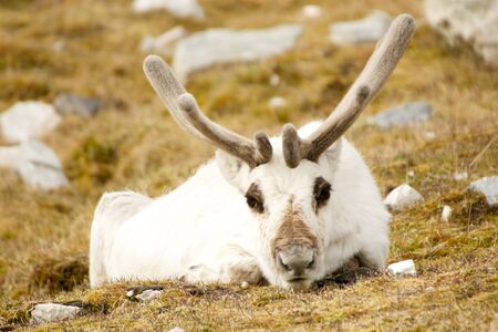 Close-up of prone reindeer staring at cameraの写真素材