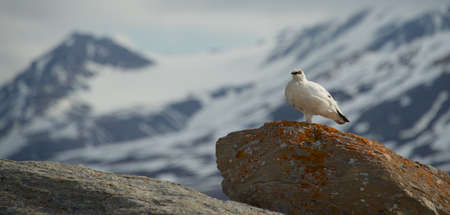 Male ptarmigan on horizon standing on boulderの写真素材