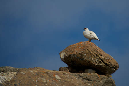 Male ptarmigan on ridge standing on boulderの写真素材