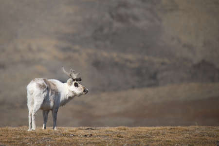 Reindeer on ridge looking round at cameraの写真素材