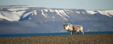 Reindeer walking on ridge with mountains behindの写真素材