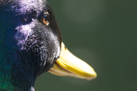Close-up of mallard duck eye and beak
