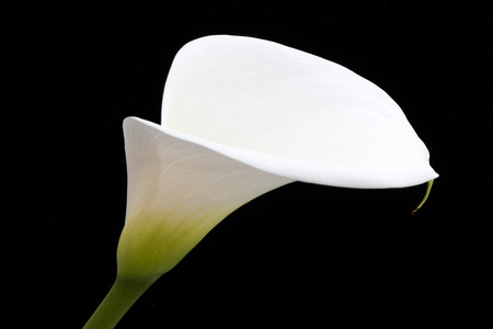 Close-up of white arum or calla lily against a black backgroundの写真素材