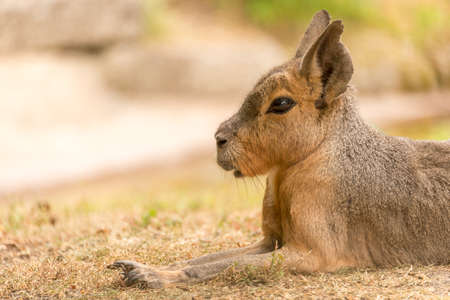 Close-up shot of the head and paws of a maraの写真素材