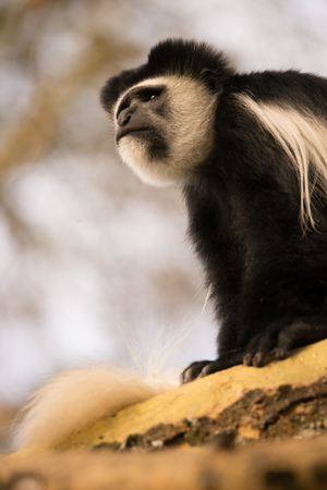 A black and white colobus monkey sitting on the branch of  a tree is looking upwards. In the background are blurred leaves and branches against a blue sky.の写真素材