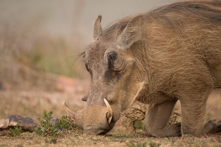 A warthog is kneeling on the ground and rooting about to find food. His head, tusks and front legs can be seen on the dusty ground, which is dotted with rocks, grass and small plants.の写真素材