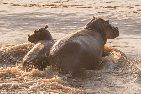 A female hippo wades through the Mara river with her calf, partly backlit in the late afternoon sunshine. They leave a wake behind them, but the water is shallow and only reaches up to their bellies.の写真素材