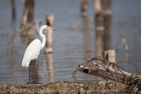 A great white heron is standing in profile on the shore of a lake. There is a tangle of planks and wires in the foreground, while dead tree stumps poke out of the water in the background.の写真素材