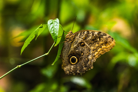 Achilles morpho butterfly perched vertically on leafの写真素材