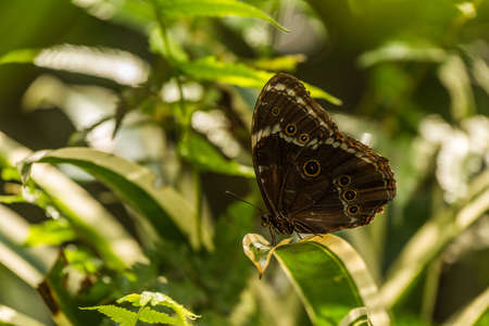 Achilles morpho butterfly perched on variegated leaf