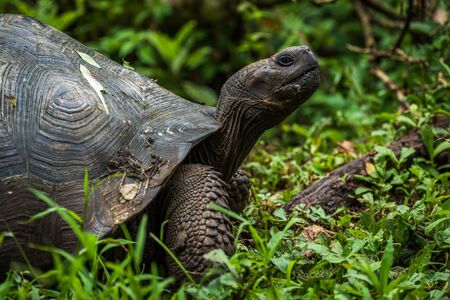 Galapagos giant tortoise in profile in woodsの写真素材
