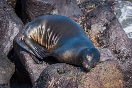Galapagos sea lion asleep on volcanic rocksの写真素材