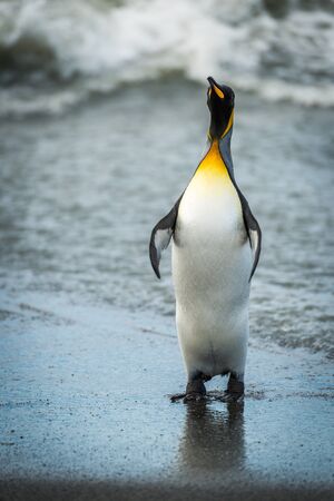 King penguin stretching out flippers on beachの写真素材