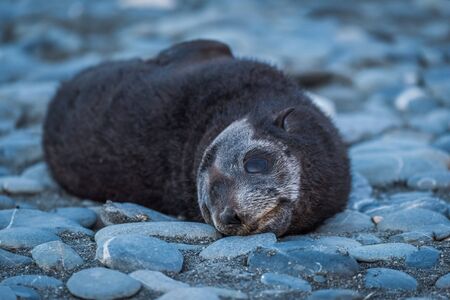 Antarctic fur seal pup on shingle beachの写真素材