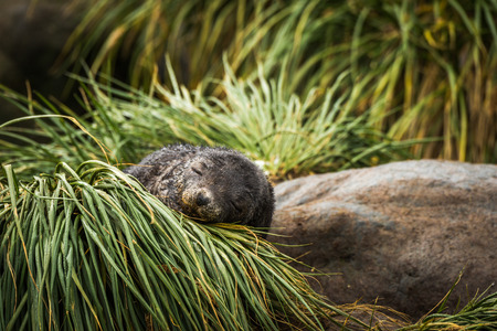 Antarctic fur seal pup asleep in grassの写真素材
