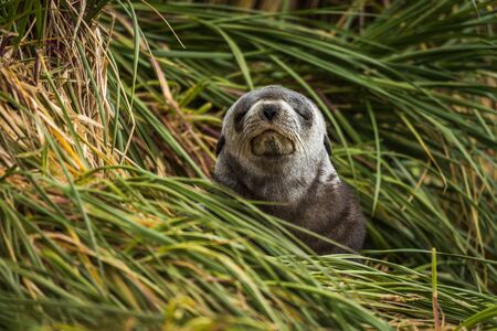 Grey Antarctic fur seal with eyes shutの写真素材