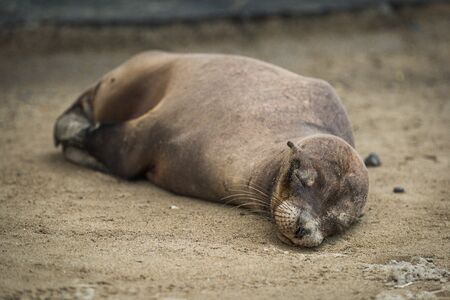 Galapagos sea lion sleeps on sandy beachの写真素材