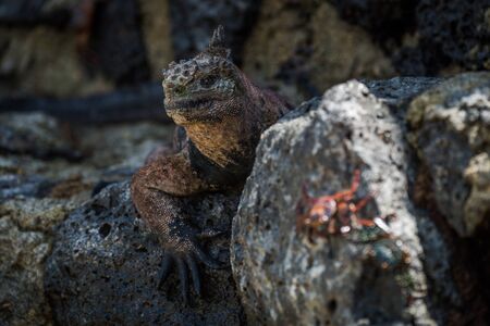 Marine iguana with blurred Sally Lightfoot crabの写真素材