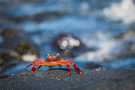 Juvenile Sally Lightfoot crab on grey rockの写真素材