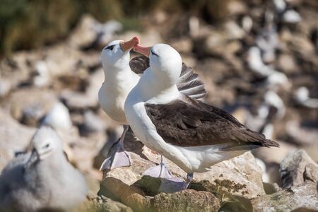 Pair of courting black-browed albatross touching beaksの写真素材