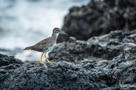 Juvenile willet walking on rocks beside seaの写真素材
