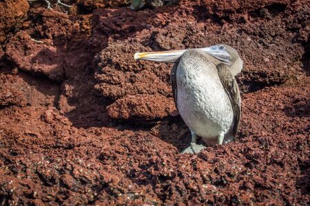 Brown pelican perched on brown volcanic rockの写真素材