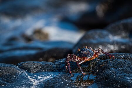 Juvenile Sally Lightfoot crab on black rocksの写真素材