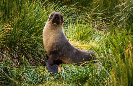 Antarctic fur seal posing in tussock grassの写真素材