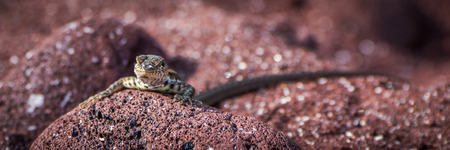 Panorama of lava lizard climbing red rock