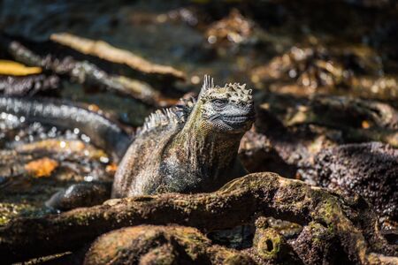 A marine iguana is lying in dappled sunlight among rocks, leaves and moss-covered tree rootsの写真素材